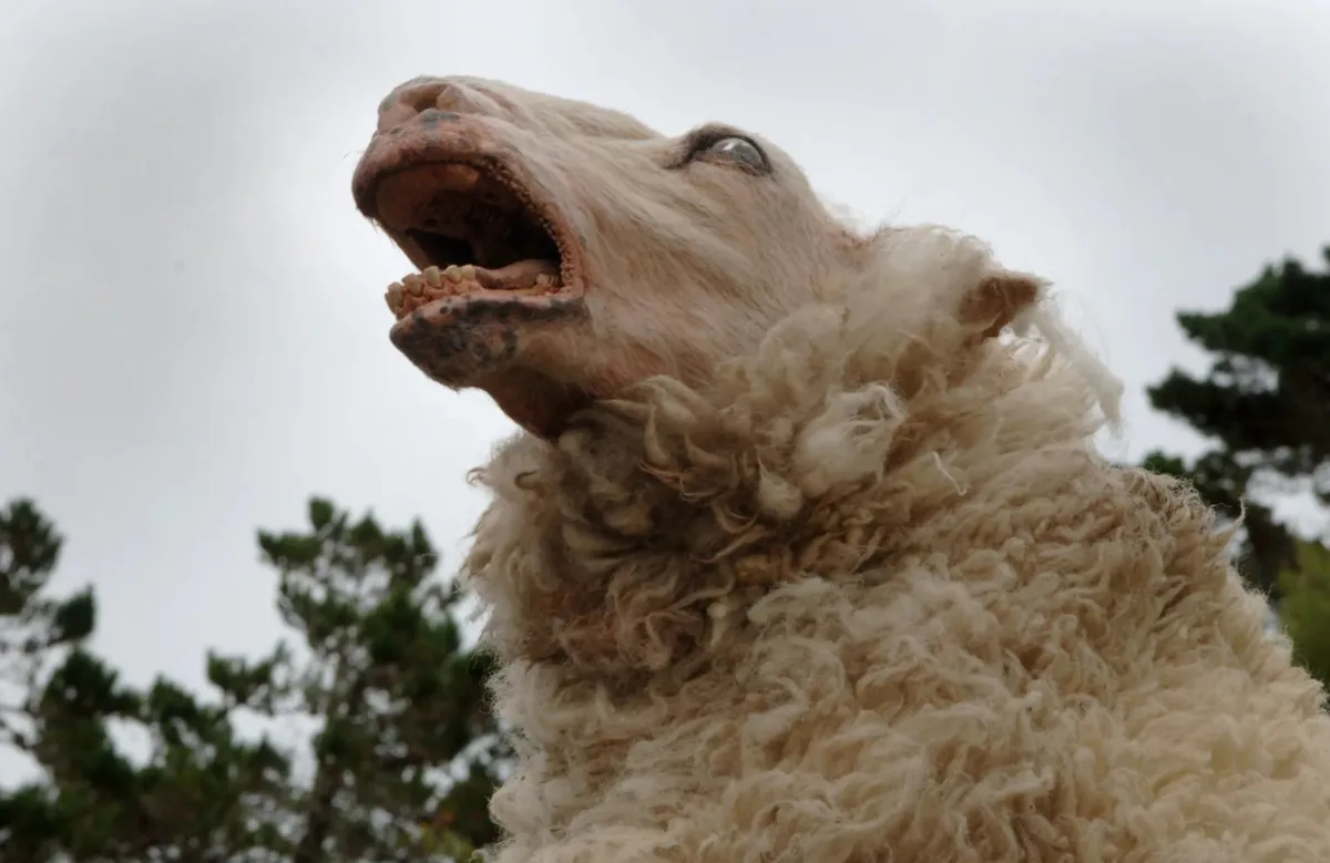 “Black Sheeps” apresenta trailer da sequência de “Ovelha Negra”