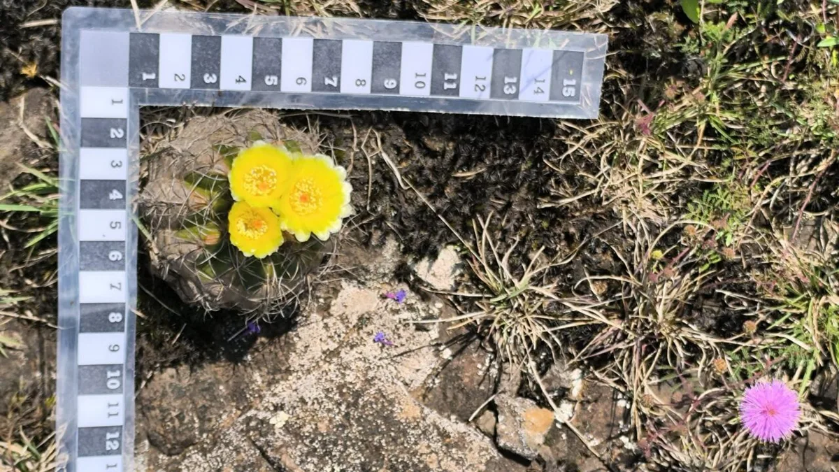 Pesquisa da UFPR identifica espécies raras nos Campos de Guarapuava