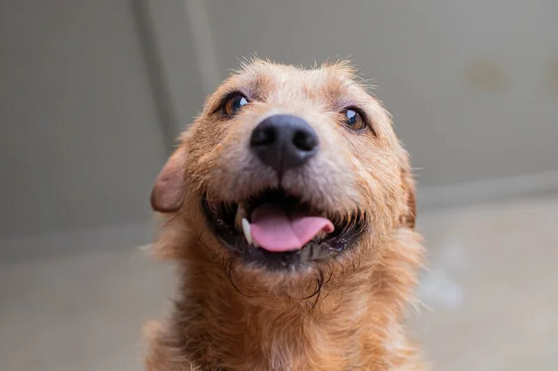 Curitiba terá 50 cães para adoção em evento neste sábado