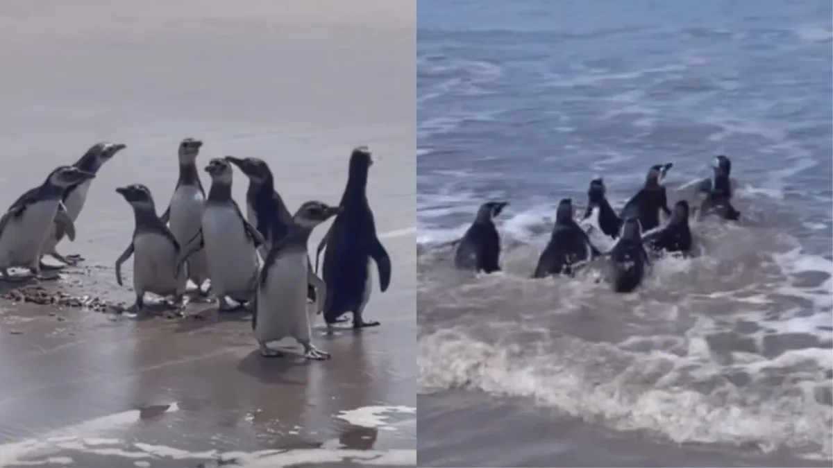 Oito pinguins são devolvidos ao oceano após reabilitação no Paraná