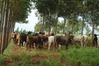 Paraná alcança R$ 18,5 bilhões na produção pecuária e aquícola