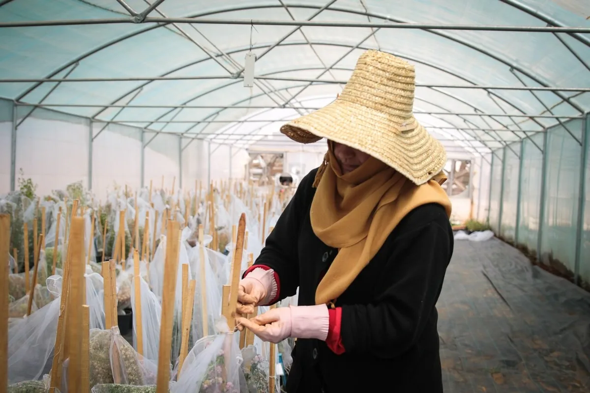 Cofre no Ártico preserva sementes para a agricultura do futuro