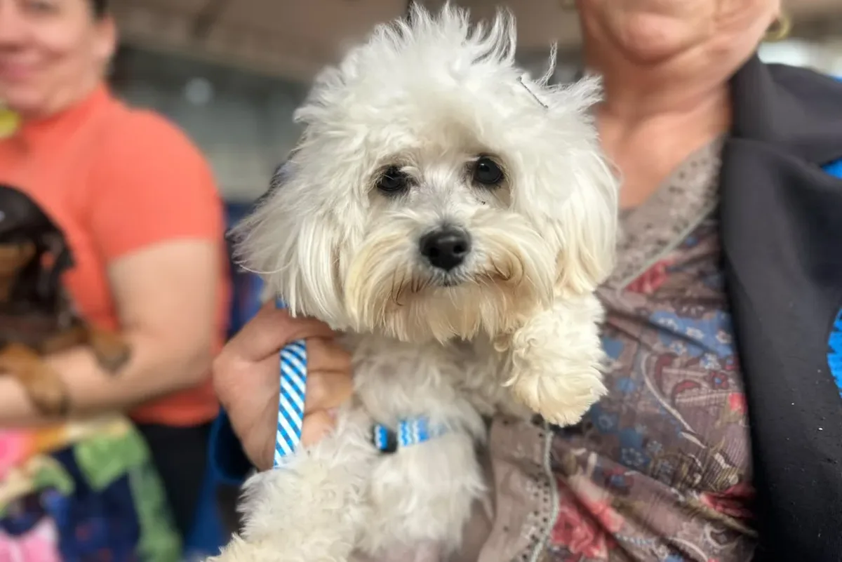 Vet-Móvel Paraná atende animais afetados por temporais em sete municípios