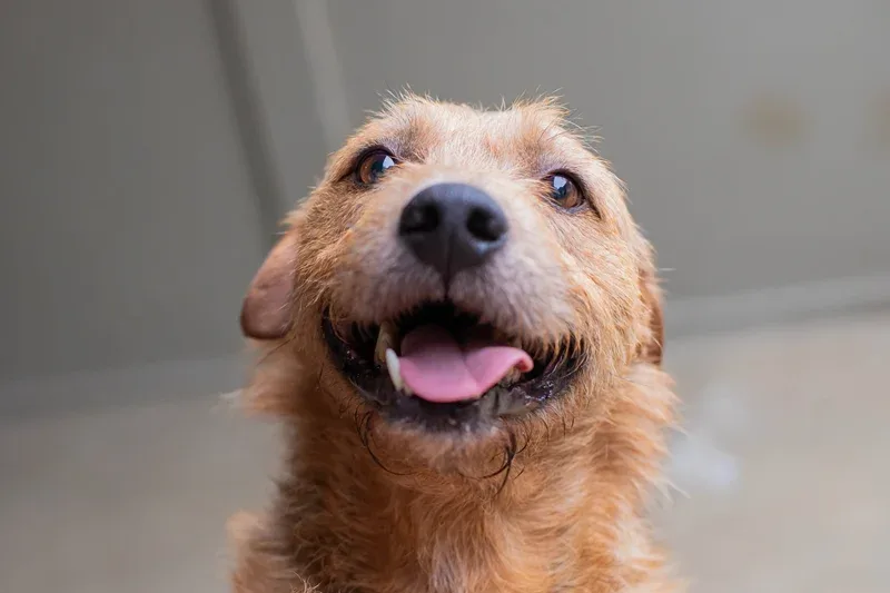 Campanha em Curitiba viabiliza adoção de 21 cães e três gatos