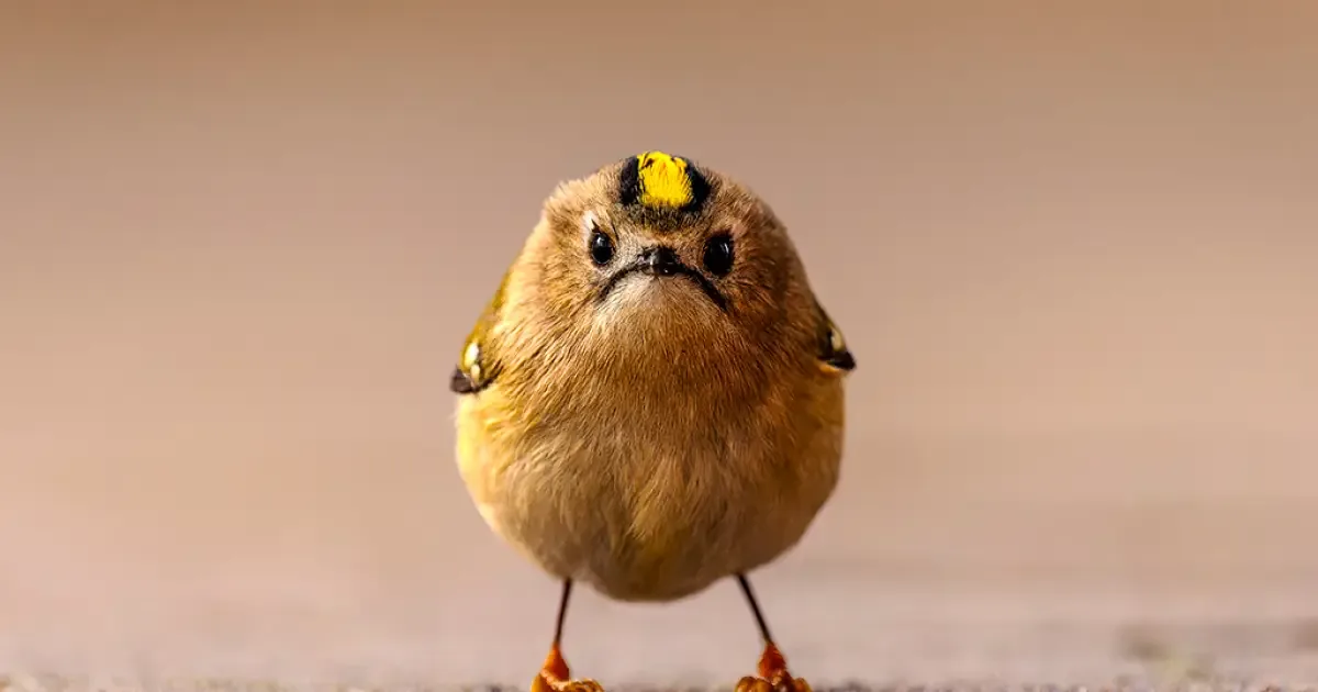 Animais em situações inusitadas estão entre os finalistas do Comedy Wildlife Awards