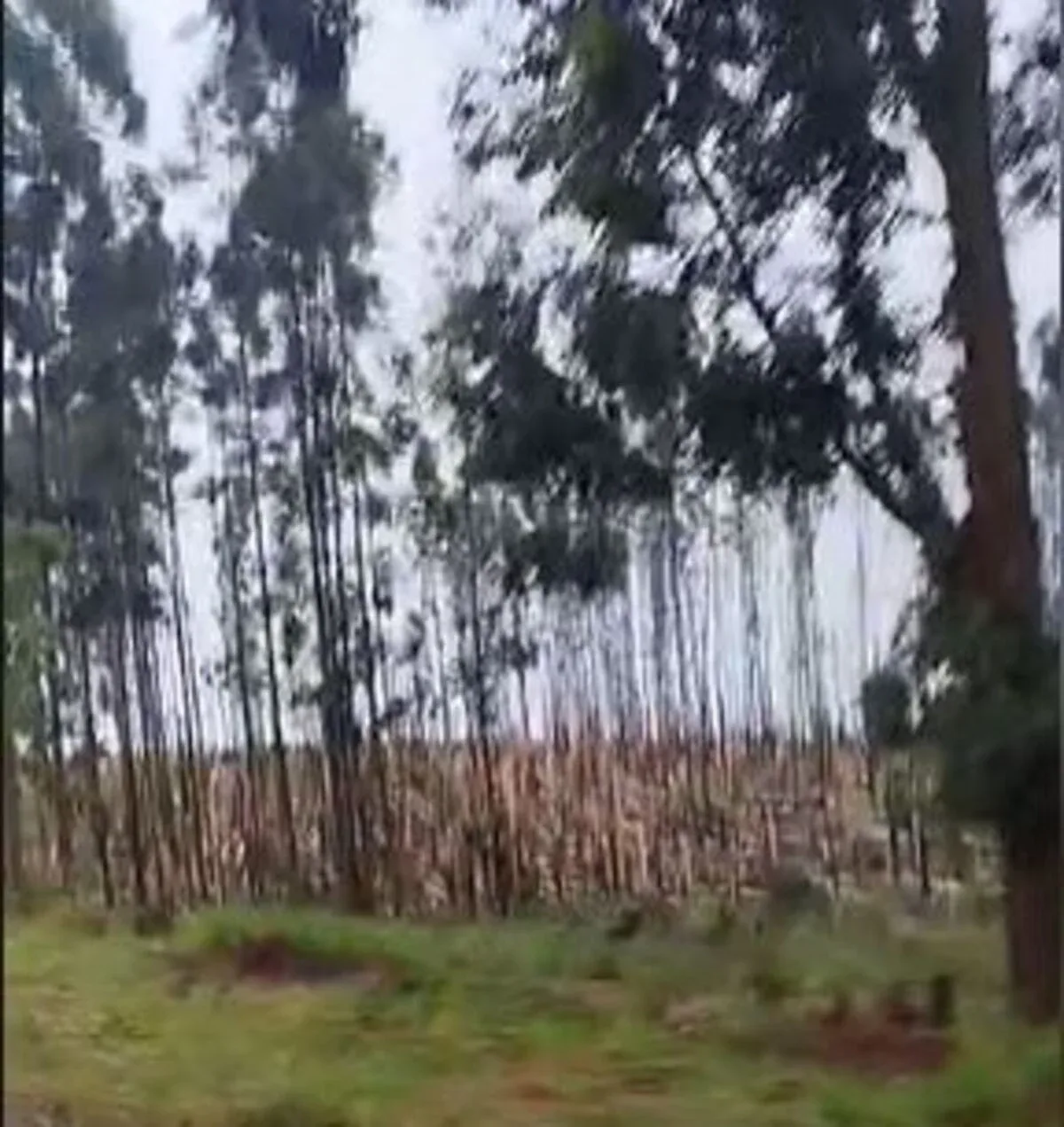 Simepar confirma tornados em Francisco Alves e Espigão Alto do Iguaçu