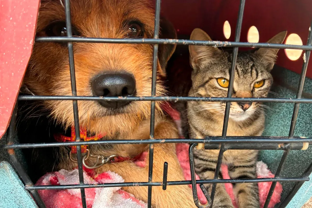 Vet-Móvel oferece atendimento gratuito para cães e gatos em Curitiba