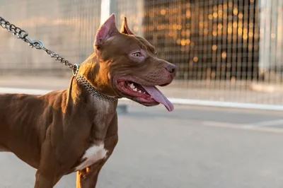 Menino de 8 anos morre após ataque de pitbull em Apucarana