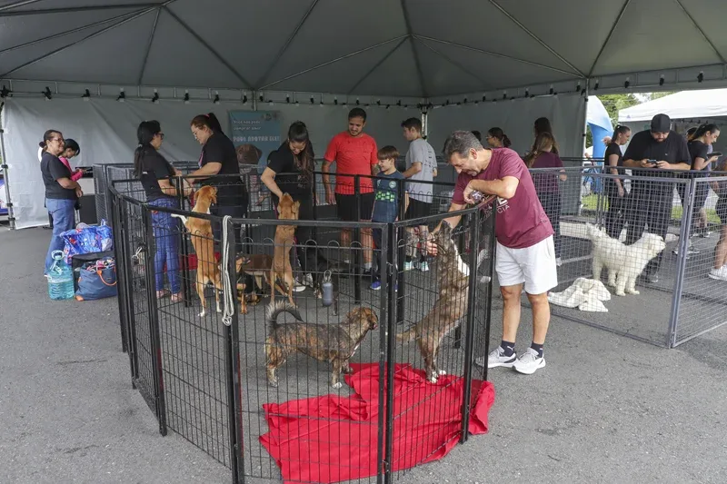Curitiba promove adoção de 50 cães no Parque Barigui neste sábado