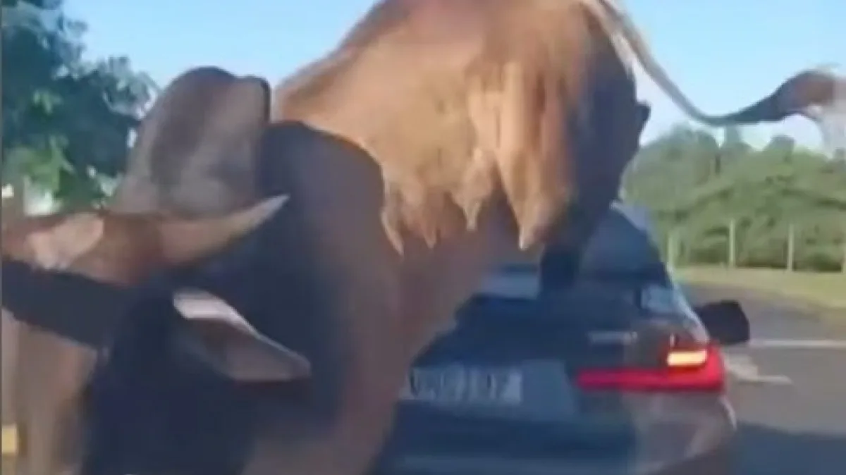 Touro escapa de rodeio e mata idosa durante festa em Barbosa Ferraz