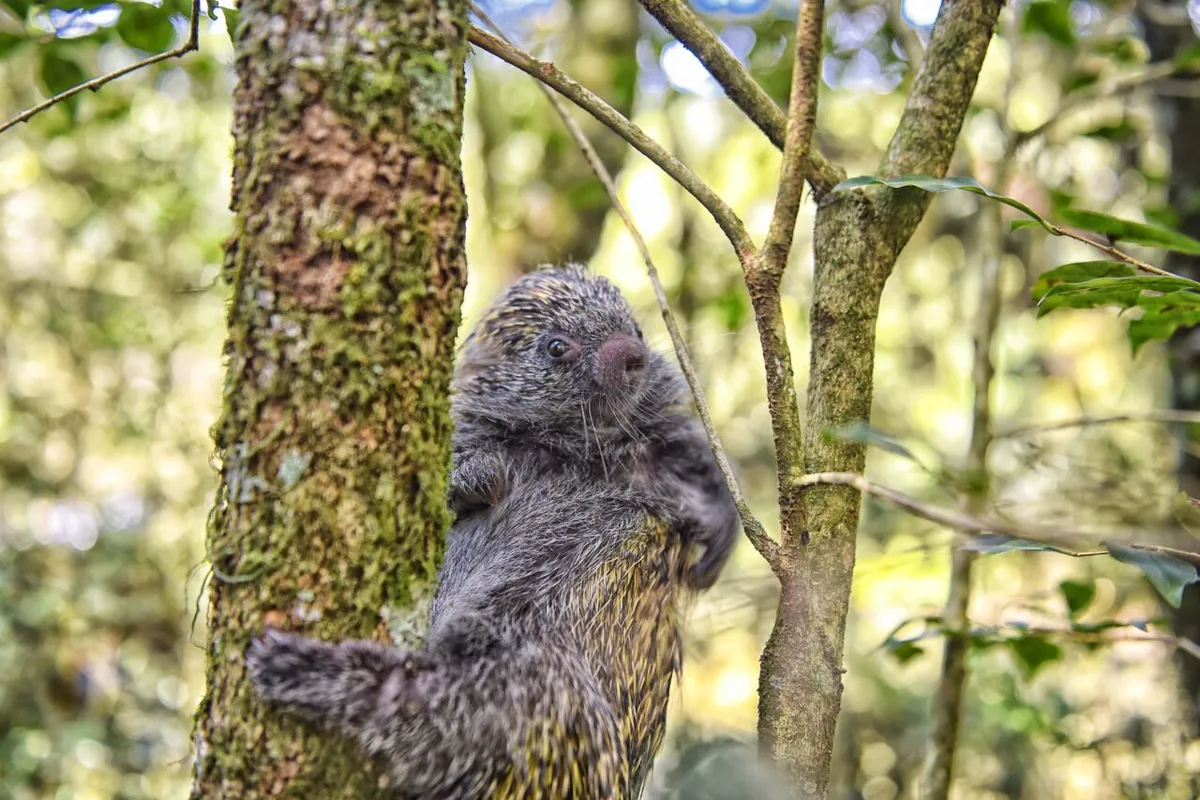 Primavera muda rotina de animais silvestres e exige cuidado nas áreas urbanas