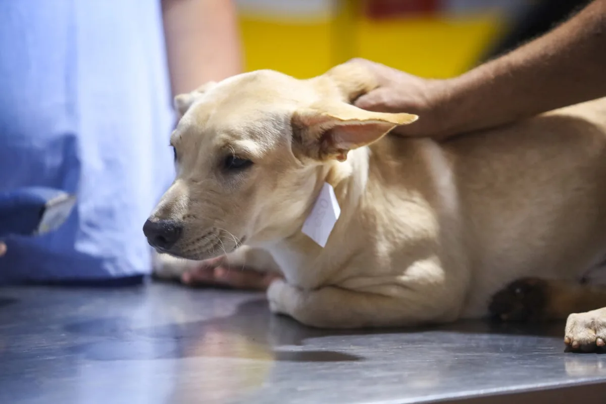 União da Vitória recebe doações para animais afetados pelas cheias