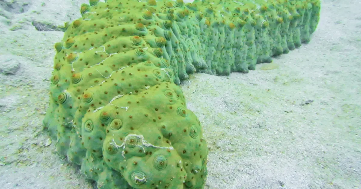 Pepino-do-mar filtra matéria orgânica enquanto percorre o fundo do oceano