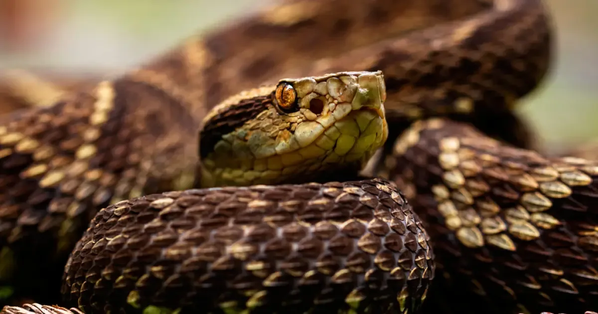 Ig Nobel de Biologia reconhece pesquisa brasileira sobre picadas de jararacas