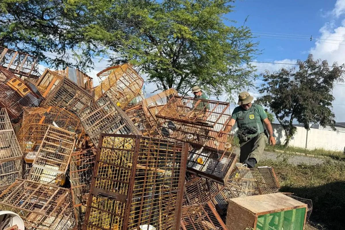 Ibama apreende 510 aves e conduz 27 pessoas à delegacia em Caruaru