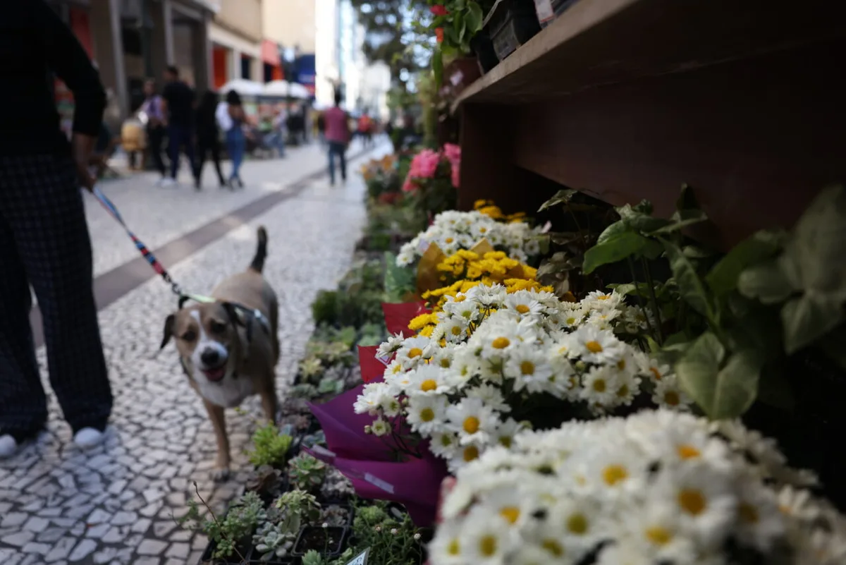 Curitiba antecipa celebração da primavera com música e ações ambientais