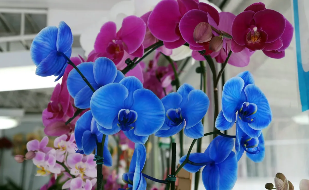 Estudo estima risco de extinção para até 69,2% das espécies de orquídeas