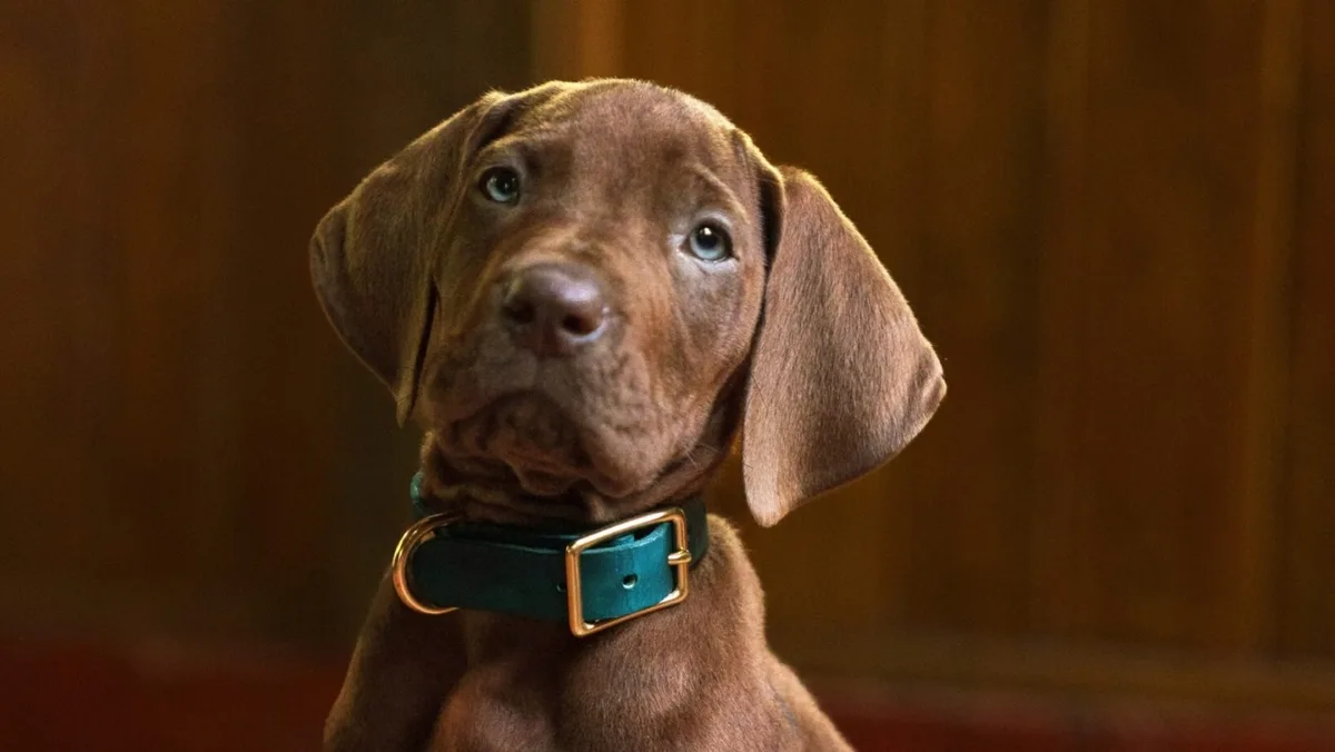 Mckenna Grace destaca preparação para viver Daphne em série de Scooby-Doo